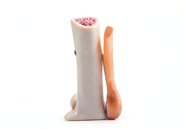 Kebobo Human Knee Anatomical Model with Ligaments PNKB111-5