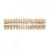 XX Dental Model 32 Ivorine Teeth, Gums, Spring Joint for Columbia 860-0