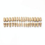 XX Dental Model 32 Ivorine Teeth, Gums, Spring Joint for Columbia 860-0