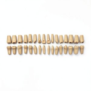 XX Dental Model 32 Ivorine Teeth, Gums, Spring Joint for Columbia 860-0