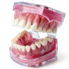 Witbee Premium Silicone Dental Model with Removable Teeth-0
