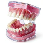 Witbee Premium Silicone Dental Model with Removable Teeth-0