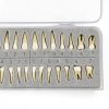 Xingxing Dental Model Teeth Set 28 Artificial Teeth for Beginners-5