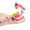 Dental Hygiene Model Practicon 2X Life Size with Moveable Tongue-3