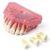 DentalMall Silica Gel Dental Model #4004 01 with Removable Teeth-3