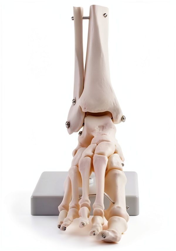QWORK Life Size Human Foot Skeleton Model PVC Articulated Educational-2