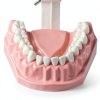 SDX Silicone Dental Model 5007FBA001 Child Toothbrush Training Toy-3